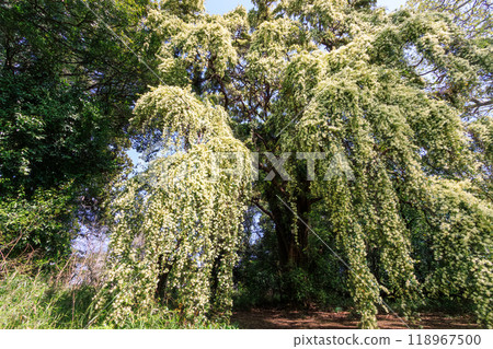 A beautiful large winter hazel tree in full bloom. Bunkyo-ku, Tokyo - 2024 118967500