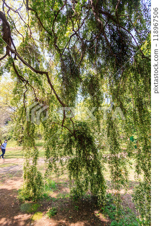 一棵美麗的大金縷梅（金縷梅）樹盛開。東京文京區 - 2024 118967506