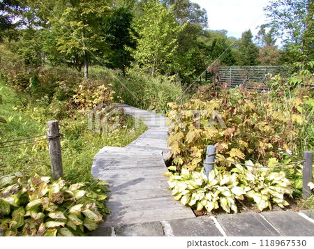 Small diameter in autumn 118967530