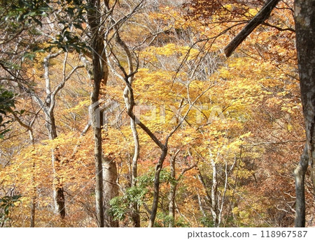 Tanzawa Nature: Autumn (Kanagawa Prefecture) Tanzawa Nature: Autumn (Kanagawa Prefecture) 118967587
