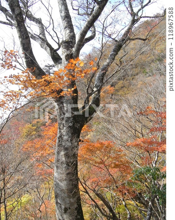 Tanzawa Nature: Autumn (Kanagawa Prefecture) Tanzawa Nature: Autumn (Kanagawa Prefecture) 118967588