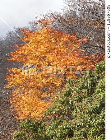 Tanzawa Nature: Autumn (Kanagawa Prefecture) 118967608