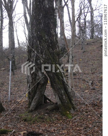 Tanzawa Nature: Autumn (Kanagawa Prefecture) 118967617
