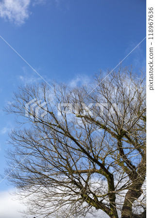 人吉城遺址的大樹 118967636