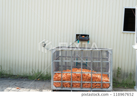 [Hokkaido: Washing carrots] 118967652