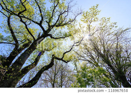 Beautiful large trees in a city park. Bunkyo-ku, Tokyo - 2024 118967658
