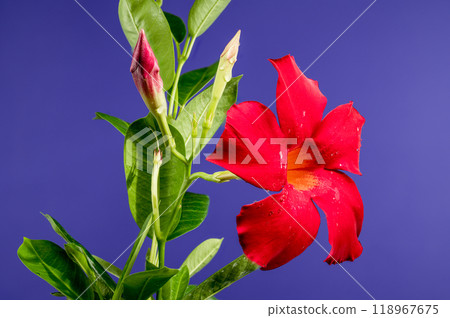 Blooming Dipladenia red on a purple background 118967675
