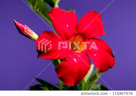 Blooming Dipladenia red on a purple background Blooming Dipladenia red on a purple background 118967676