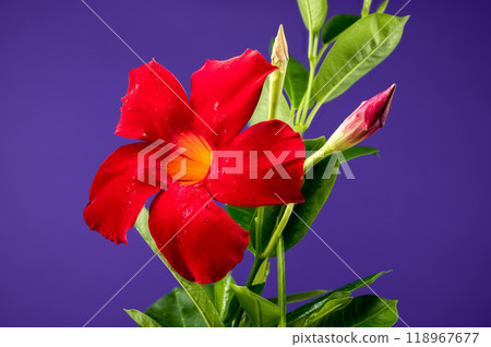 Blooming Dipladenia red on a purple background Blooming Dipladenia red on a purple background 118967677