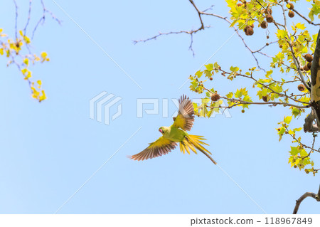 美麗的飛行鸚鵡(鸚鵡家族)東京文京區 - 2024 美麗的飛行鸚鵡(鸚鵡家族)東京文京區 - 2024 118967849