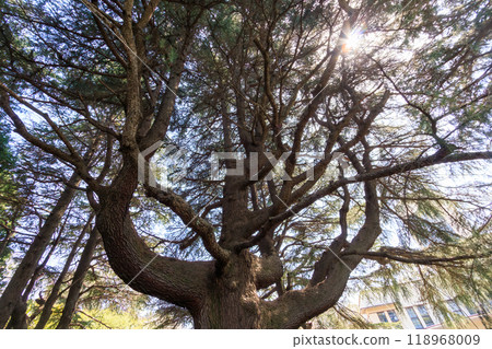 美麗的大喜馬拉雅雪松（松科）樹。東京都文京區 2024 118968009