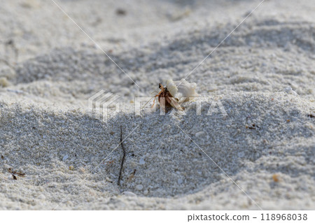 Hermit crab on the sand beach. Selective focus. Close up. Hermit crab on the sand beach. Selective focus. Close up. 118968038