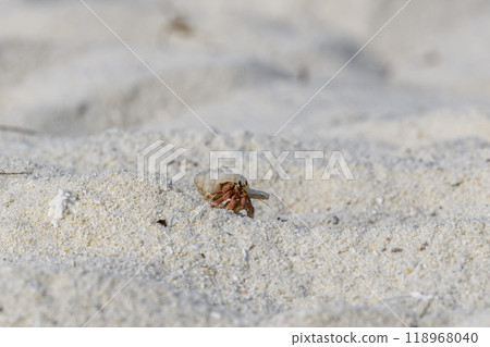 Hermit crab on the sand beach. Selective focus. Close up. 118968040