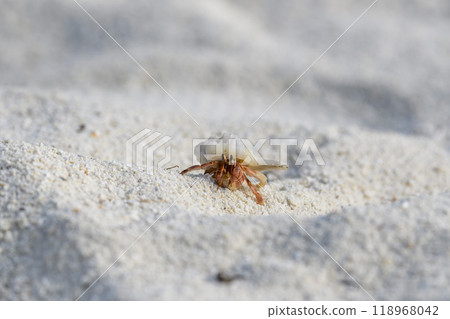 Hermit crab on the sand beach. Selective focus. Close up. 118968042