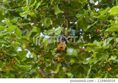 Flying Fox on Maldives island. Fruit bat flying. Gray-headed Flying Fox (Pteropus poliocephalus). Flying Fox on Maldives island. Fruit bat flying. Gray-headed Flying Fox (Pteropus poliocephalus). 118968054