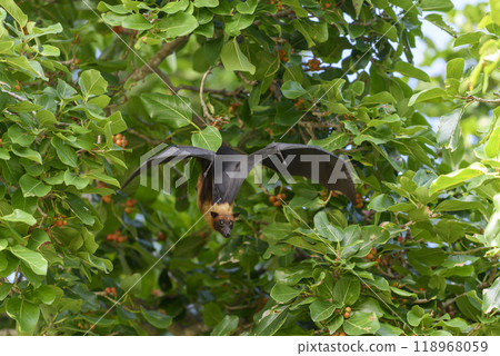 Flying Fox on Maldives island. Fruit bat flying. Gray-headed Flying Fox (Pteropus poliocephalus). Flying Fox on Maldives island. Fruit bat flying. Gray-headed Flying Fox (Pteropus poliocephalus). 118968059