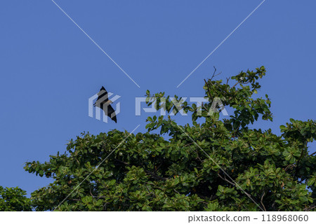 Flying Fox on Maldives island. Fruit bat flying. Gray-headed Flying Fox (Pteropus poliocephalus). 118968060