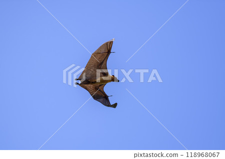 Flying Fox on Maldives island. Fruit bat flying. Gray-headed Flying Fox (Pteropus poliocephalus). 118968067