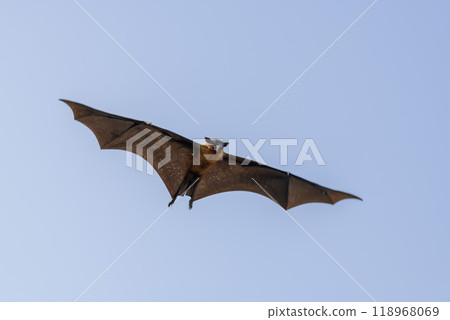 Flying Fox on Maldives island. Fruit bat flying. Gray-headed Flying Fox (Pteropus poliocephalus). 118968069