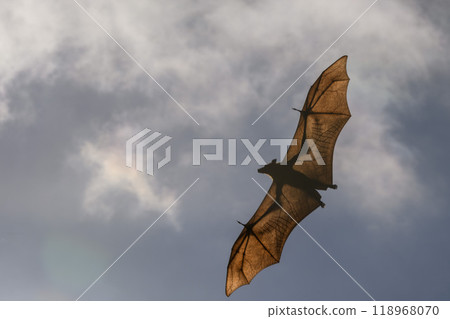 Flying Fox on Maldives island. Fruit bat flying. Gray-headed Flying Fox (Pteropus poliocephalus). 118968070