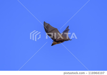 Flying Fox on Maldives island. Fruit bat flying. Gray-headed Flying Fox (Pteropus poliocephalus). Flying Fox on Maldives island. Fruit bat flying. Gray-headed Flying Fox (Pteropus poliocephalus). 118968107