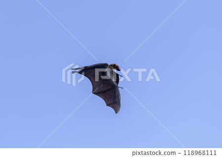 Flying Fox on Maldives island. Fruit bat flying. Gray-headed Flying Fox (Pteropus poliocephalus). Flying Fox on Maldives island. Fruit bat flying. Gray-headed Flying Fox (Pteropus poliocephalus). 118968111