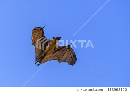 Flying Fox on Maldives island. Fruit bat flying. Gray-headed Flying Fox (Pteropus poliocephalus). 118968120