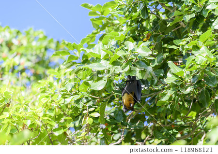 Flying Fox on Maldives island. Fruit bat flying. Gray-headed Flying Fox (Pteropus poliocephalus). 118968121