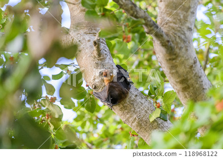 Flying Fox on Maldives island. Fruit bat flying. Gray-headed Flying Fox (Pteropus poliocephalus). 118968122