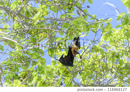 Flying Fox on Maldives island. Fruit bat flying. Gray-headed Flying Fox (Pteropus poliocephalus). 118968127