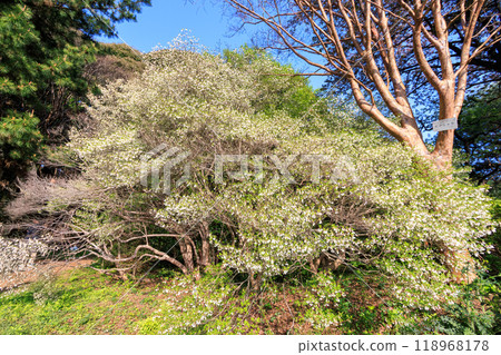 Beautiful full-blooming Azalea (Ericaceae). Bunkyo-ku, Tokyo - 2024 118968178