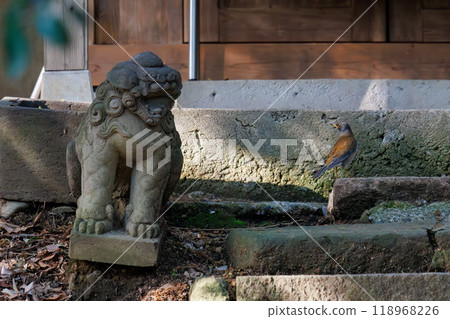 A cute white-throated sparrowhawk (Flycatcher family) visiting a shrine to purify itself - Bunkyo-ku, Tokyo - 2024 118968226