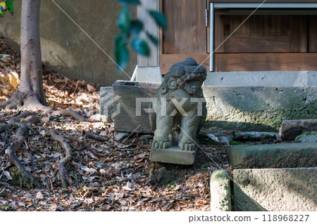 A cute white-throated sparrowhawk (Flycatcher family) visiting a shrine to purify itself - Bunkyo-ku, Tokyo - 2024 118968227
