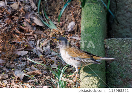 一隻可愛的白腹鶲（鶲）在神社祈禱淨化自己 - 東京文京區 - 2024 年 118968231