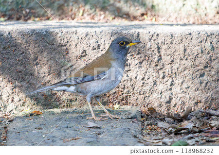 A cute white-throated sparrowhawk (Flycatcher family) visiting a shrine to purify itself - Bunkyo-ku, Tokyo - 2024 A cute white-throated sparrowhawk (Flycatcher family) visiting a shrine to purify itself - Bunkyo-ku, Tokyo - 2024 118968232