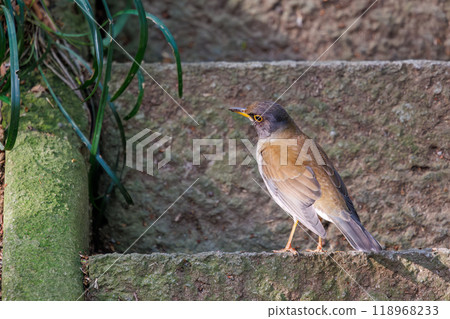 A cute white-throated sparrowhawk (Flycatcher family) visiting a shrine to purify itself - Bunkyo-ku, Tokyo - 2024 A cute white-throated sparrowhawk (Flycatcher family) visiting a shrine to purify itself - Bunkyo-ku, Tokyo - 2024 118968233