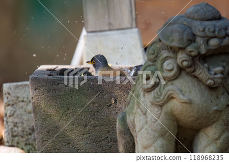 A cute white-throated sparrowhawk (Flycatcher family) visiting a shrine to purify itself - Bunkyo-ku, Tokyo - 2024 A cute white-throated sparrowhawk (Flycatcher family) visiting a shrine to purify itself - Bunkyo-ku, Tokyo - 2024 118968235
