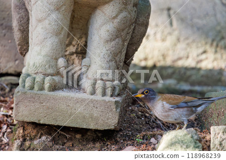 A cute white-throated sparrowhawk (Flycatcher family) visiting a shrine to purify itself - Bunkyo-ku, Tokyo - 2024 118968239