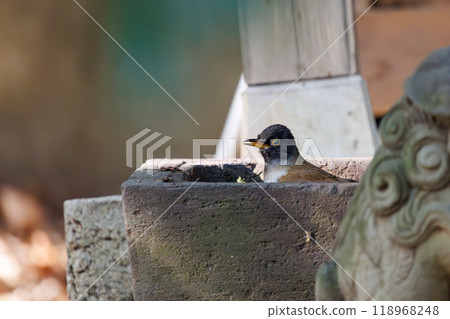 一隻可愛的白腹鶲（鶲）在神社祈禱淨化自己 - 東京文京區 - 2024 年 118968248