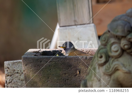 A cute white-throated sparrowhawk (Flycatcher family) visiting a shrine to purify itself - Bunkyo-ku, Tokyo - 2024 118968255