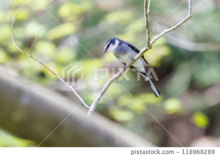 A beautiful Ryukyu Red-breasted Warbler (Cynariidae) singing among the fresh greenery - Kanagawa Prefecture - 2024 118968289