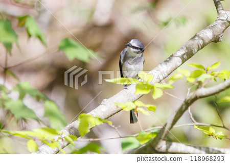 A beautiful Ryukyu Red-breasted Warbler (Cynariidae) singing among the fresh greenery - Kanagawa Prefecture - 2024 118968293