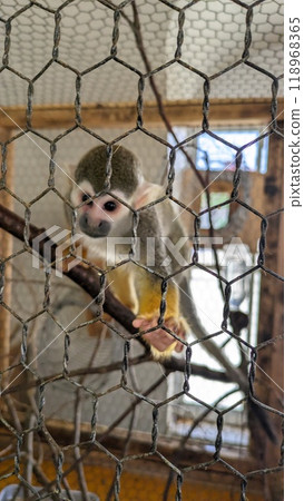 Squirrel monkey in the zoo 118968365