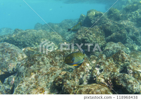 Blue banded surgeonfish (Acanthurus lineatus). Tropical and coral sea fish. Beautiful underwater world. Underwater photography. 118968438