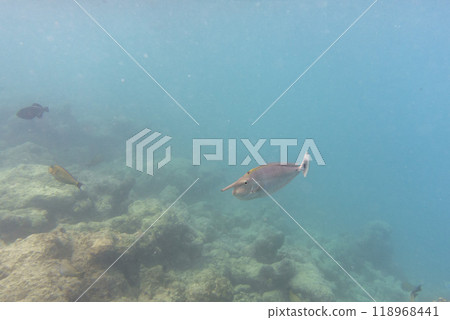Unicorn Surgeonfish. Tropical and coral sea fish. Beautiful underwater world. Underwater photography. Unicorn Surgeonfish. Tropical and coral sea fish. Beautiful underwater world. Underwater photography. 118968441