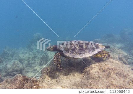 Green sea turtle. Tropical and coral sea wildelife. Beautiful underwater world. Underwater photography. 118968443