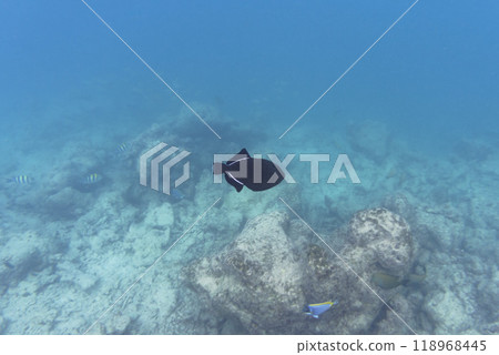 Indian triggerfish (Melichthys indicus). Tropical and coral sea wildelife. Beautiful underwater world. Underwater photography. 118968445