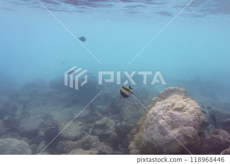 Moorish Idol (Zanclus cornutus). Tropical and coral sea wildelife. Beautiful underwater world. Underwater photography. 118968446