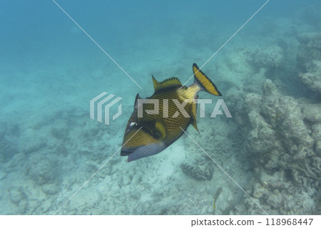 Titan triggerfish, Giant triggerfish, (Balistoides viridescens). Tropical and coral sea wildelife. Beautiful underwater world. Underwater photography. Titan triggerfish, Giant triggerfish, (Balistoides viridescens). Tropical and coral sea wildelife. Beautiful underwater world. Underwater photography. 118968447
