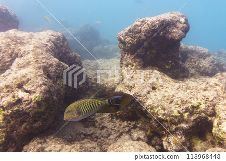 Blue banded surgeonfish (Acanthurus lineatus). Tropical and coral sea fish. Beautiful underwater world. Underwater photography. Blue banded surgeonfish (Acanthurus lineatus). Tropical and coral sea fish. Beautiful underwater world. Underwater photography. 118968448